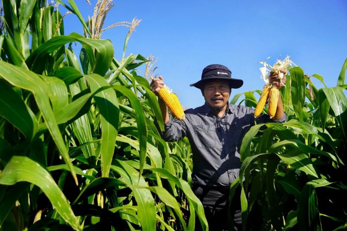 Prof. Arifin, an agriculture expert at East Nusa Tenggara's Brawijaya University, has developed hybrid field corn seeds called 'Jagung Brawijaya Nusa.' (ANTARA/HO-Public relations of Brawijaya University)